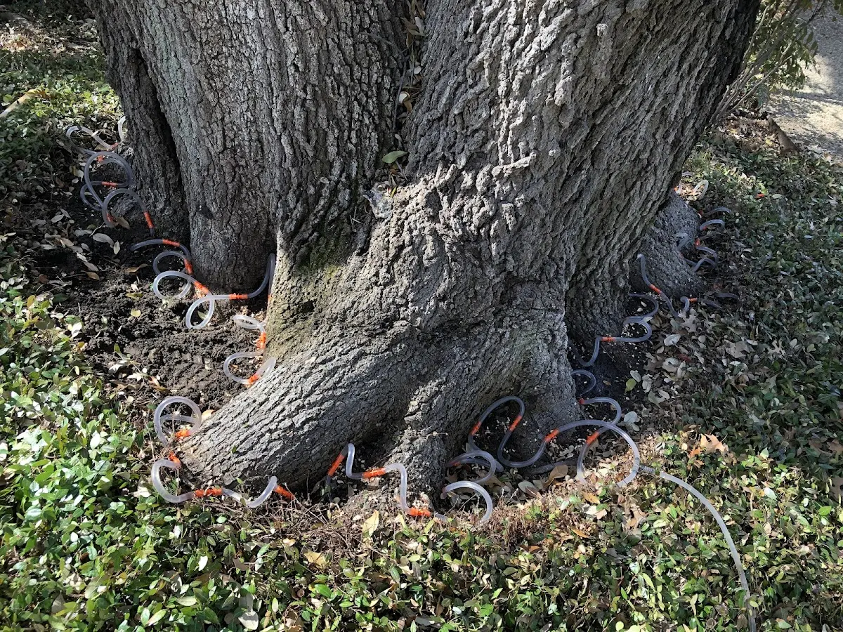 Detailed Tree Cabling and Bracing job site in Paincourtville